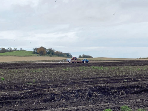 Harvesting potatoes in wet fields in Angus mirrors the picture across much of Scotland.