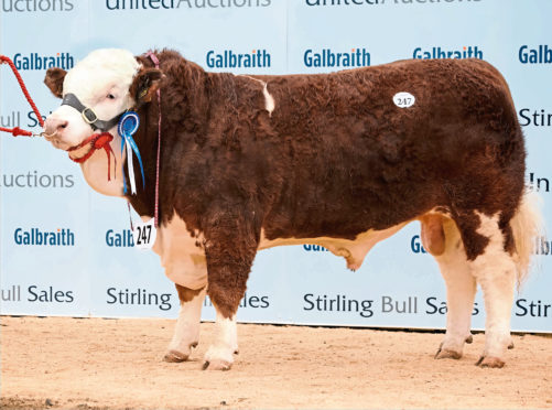 The Stronach family's Islavale herd has sold to a top of 24,000gn for Islavale Heston, pictured.