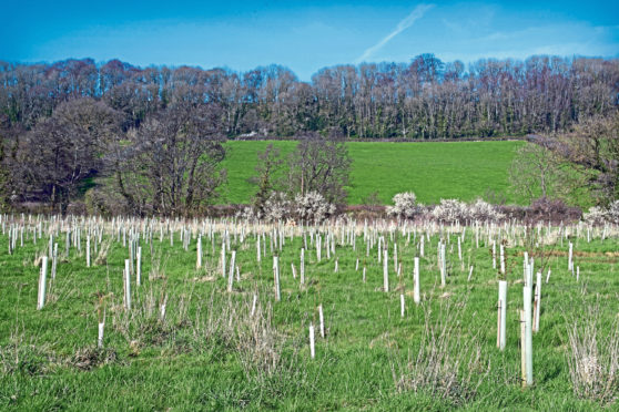 The network is run by the Scottish Government and Scottish Forestry.