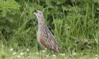 The corncrake population on Skye continues to decline.