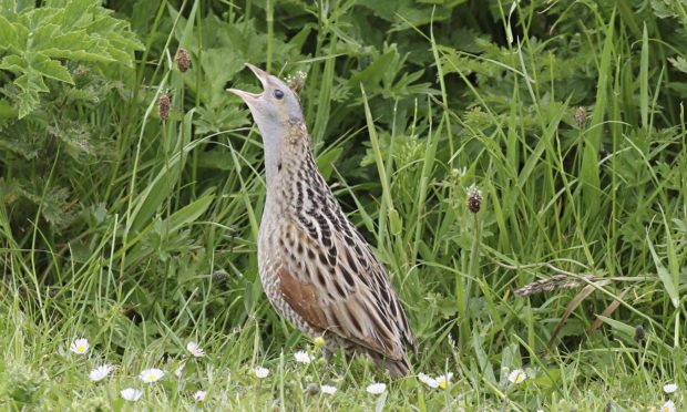 The corncrake population on Skye continues to decline.