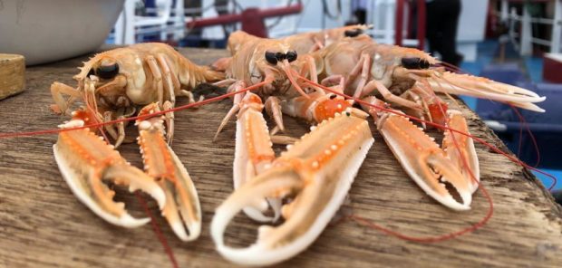 Freshly caught langoustines.