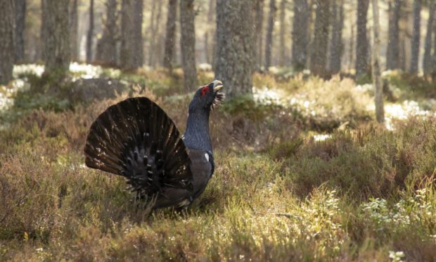 Capercaillie are red-listed birds. Picture by Mark Hamblin.