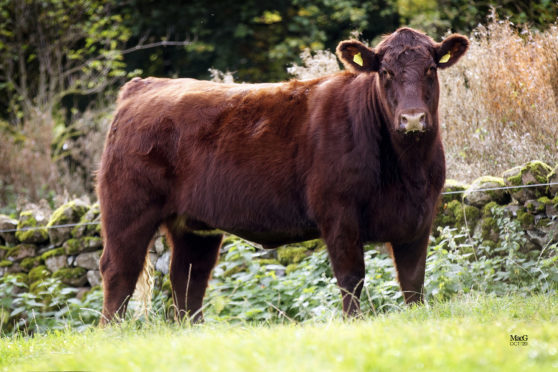 Beef Shorthorn heifer Elliot Miss Lea 825 set a new breed record when she sold for 15,000gn.