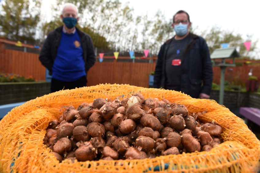 Councillor Neil Baillie is asking people to buy some of his thousands of crocus bulbs, donated by the Rotary, in order to help pay for a new summerhouse at the St James Sandy Lamb (Rotary) and Neil Baillie.