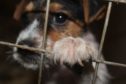 Advice Direct Scotland are urging dog lovers to be on their guard following a sure in puppy farming across the country.