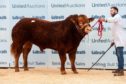Homebyres Potter topped the Limousin sale at 9,500gn.