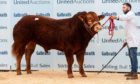 Homebyres Potter topped the Limousin sale at 9,500gn.