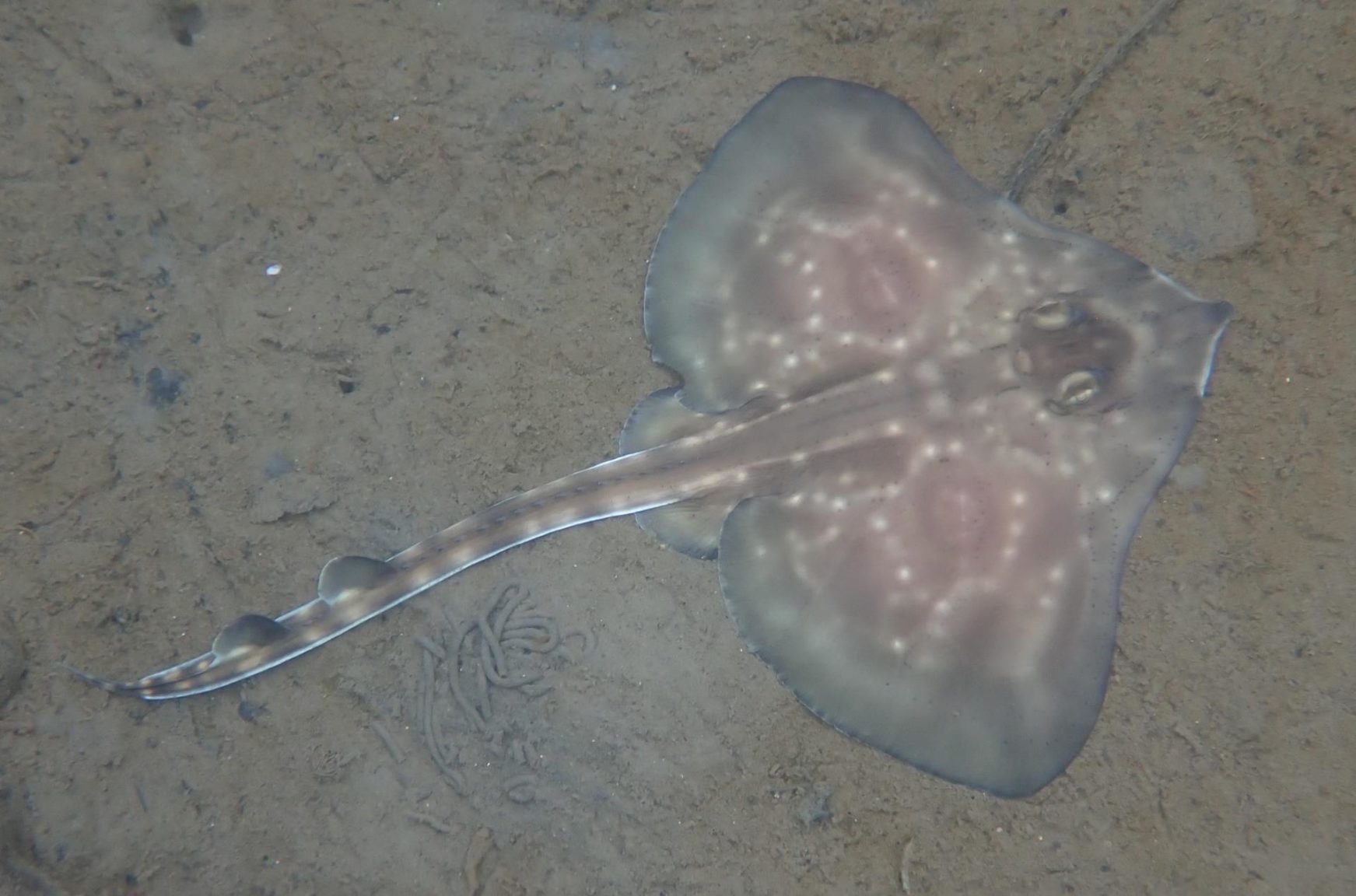 World first as endangered skate egg hatches