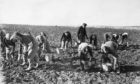 Tattie picking in the North-east of Scotland in October 1952.