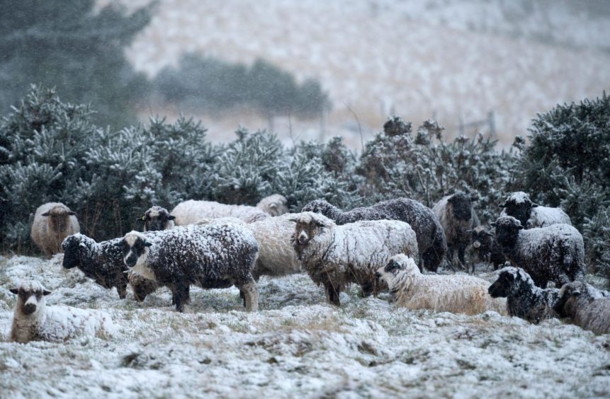 Sheep stand in snowy weather in Cushnie, Aberdeenshire.