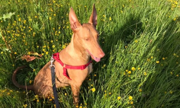 Jasper the pharaoh hound attacked two people and a dog in Ellon.