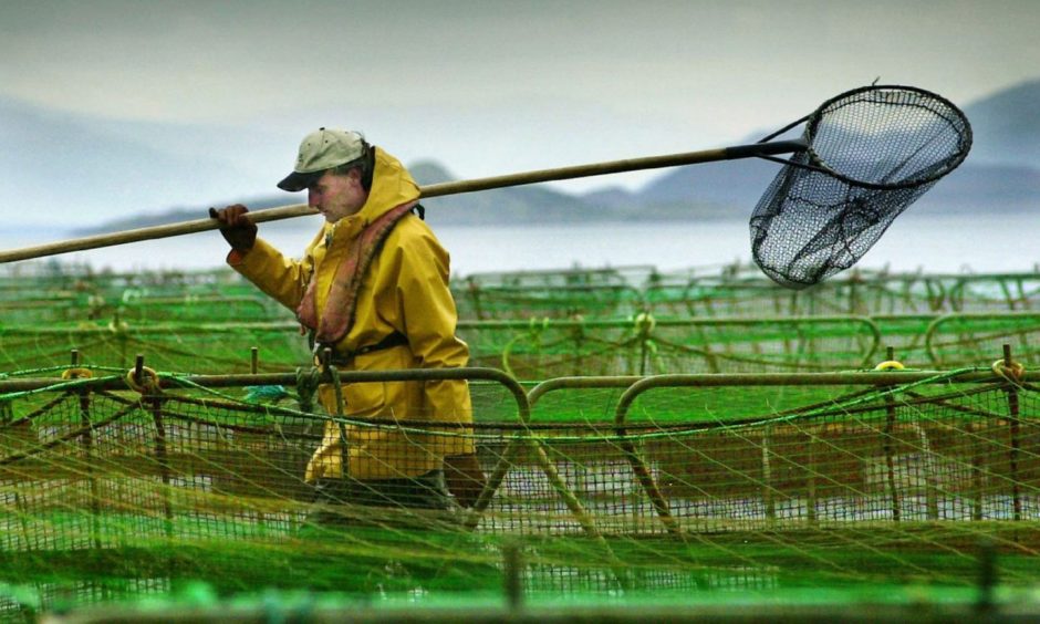 A Scottish salmon farm worker
Recent library filer of a worker at a salmon farm on Loch Linnhe near Fort William. Outbreaks of sea lice and accusations that farmed salmon are artificially coloured and may contain PCBs and dioxins, have put the fish farm industry under severe pressure. *... Scottish salmon farming is regulated by 10 statutory bodies, 63 pieces of legislation, 43 European directives, three European regulations and 12 European Commission decisions.