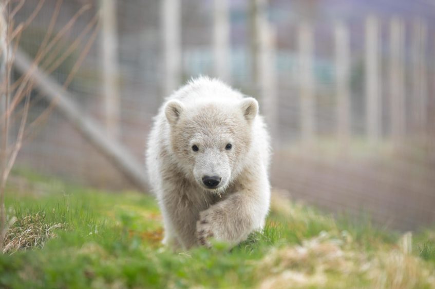 Hamish the polar bear is departing Highland Wildlife Park after nearly three years
