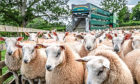 The farming industry is concerned that any future trade deals after the Brexit transition period could undermine the UK’s high health and welfare standards.