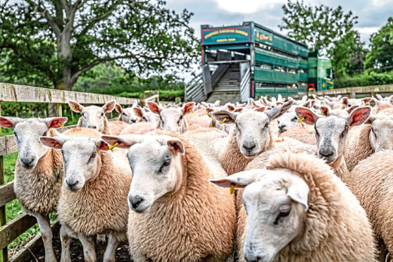 The farming industry is concerned that any future trade deals after the Brexit transition period could undermine the UK’s high health and welfare standards.