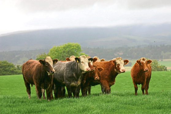 The tool has advice for cattle and lambs.