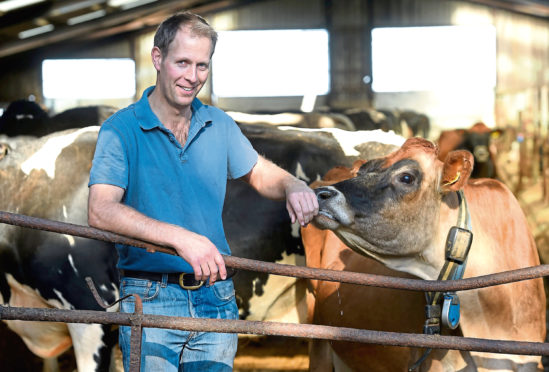 Jo's husband Nick has been busy bringing 12 Ayrshire heifers back to the farm.