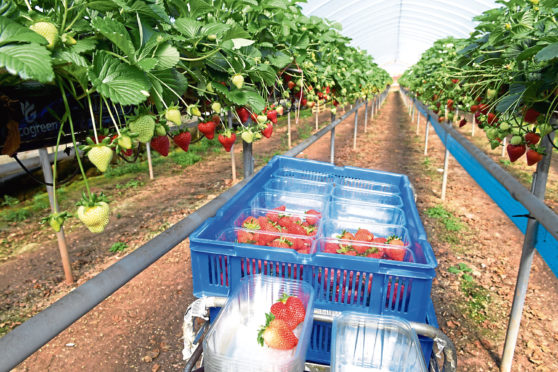 Scottish farmers have increased the amount of land they use to grow fruit and vegetables.