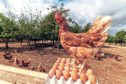 Money from the sales of Morrisons Chuckle Eggs will be ploughed back into establishing better free-range land for hens.