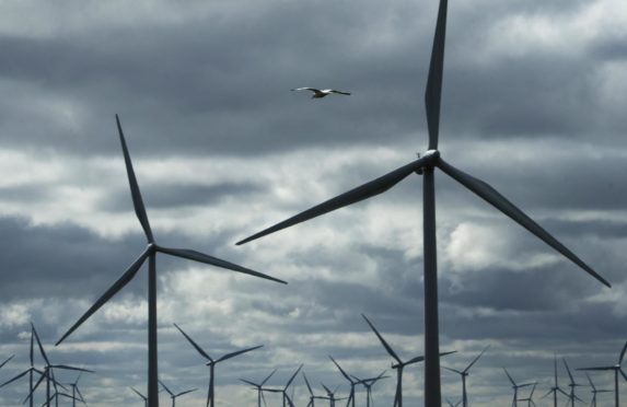 A study is to be carried out on the risk of seabird collision with offshore wind farm turbines. PA Wire