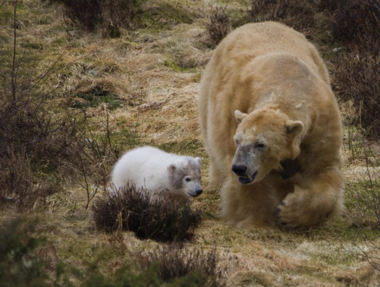 His mother Victoria has cared explicitly for her cub