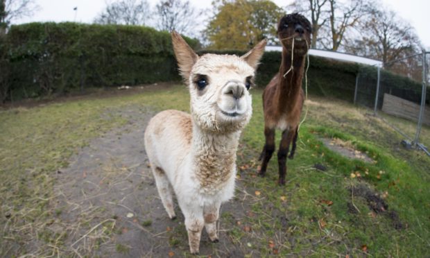 Pedro, with mum Betty, at Pets' Corner. Picture by Aberdeen City Council.