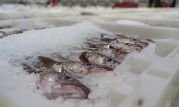 Peterhead fish market