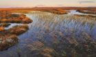 Blanket bog in Flow Country. Credit Lorne Gill for NatureScot Date; Unknown