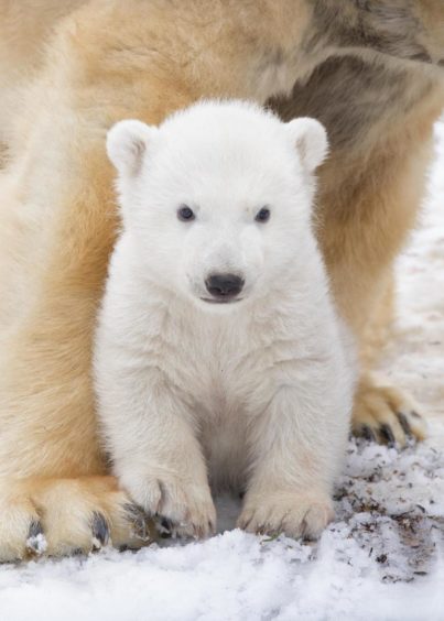 Hamish as a baby - and there could soon be more cuteness at the Highland Wildlife Park