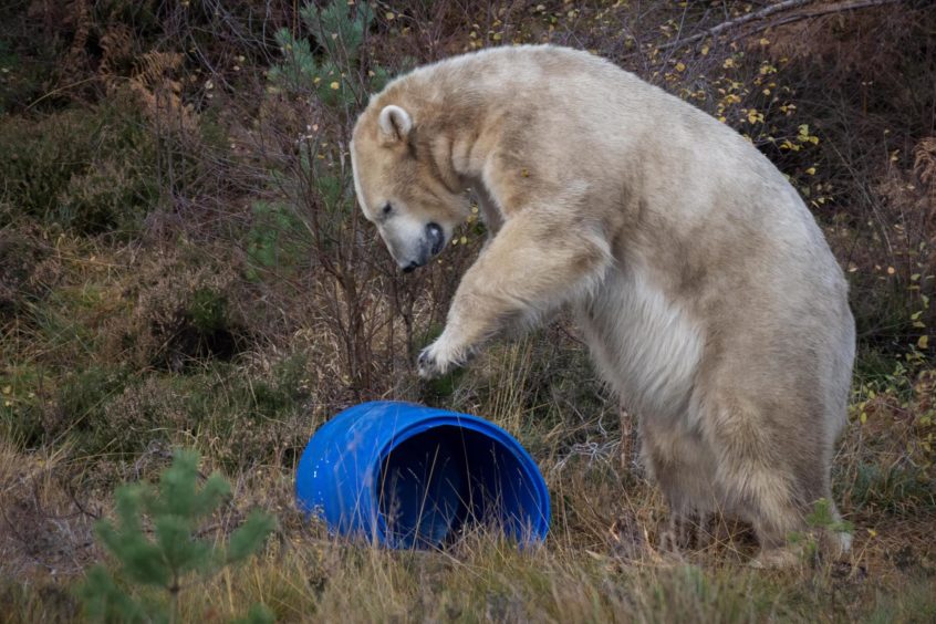 Hamish the polar bear is departing Highland Wildlife Park after nearly three years