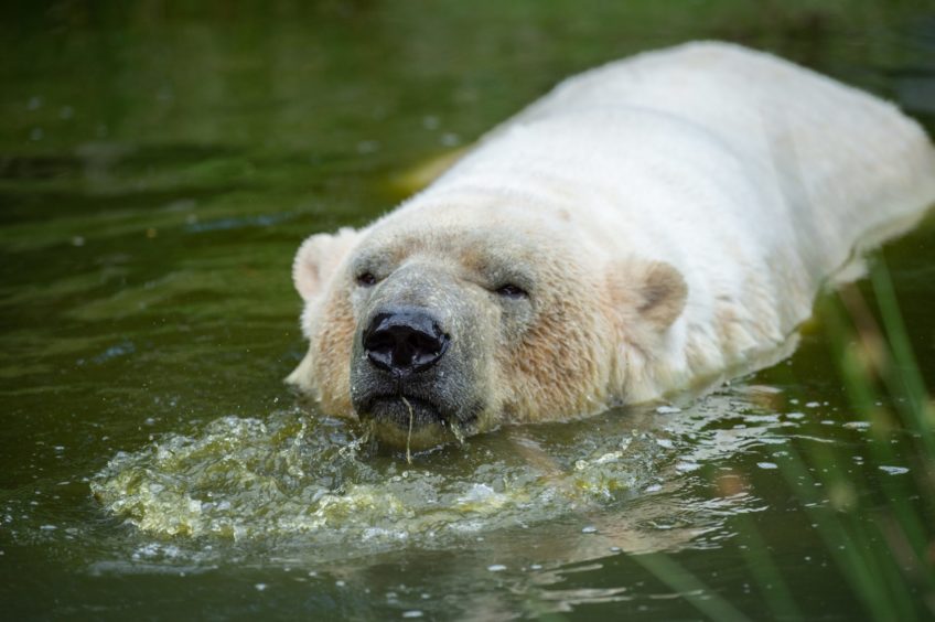 Male polar bear enclosure in Highland Wildlife Park, Invernessshire. 