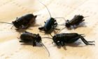 Crickets found in a flat in Mugiemoss Court, all but abandoned by the tenant, due to the infestation which has lasted four years.
