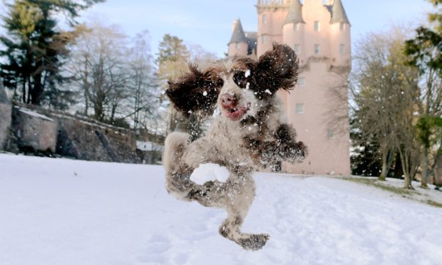 Bobby the dog at Craigievar Castle.