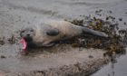 The injured seal pub was rescued and returned to the wild after being found with a large fishing hook stuck in its mouth.
