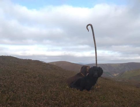 A black cocker spaniel was stolen from a north-east kennel   Supplied by Alan Johnstone