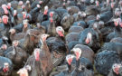More than 10,000 turkeys will be culled.