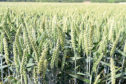 Swallow winter wheat is on AHDB’s recommended list after showing good distilling potential.