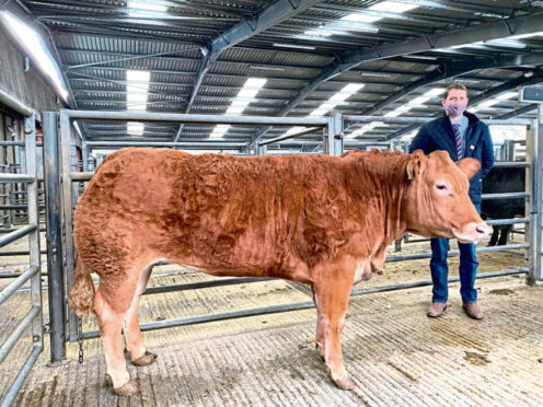 Harry Brown withe his champion heifer which sold for £4,100.