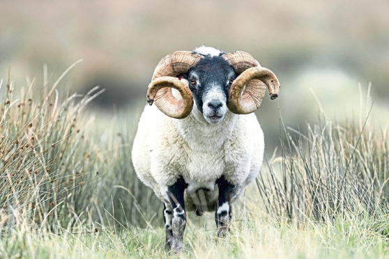 The bulk of sheep trade between Scotland and Northern Ireland involves Blackface sheep.