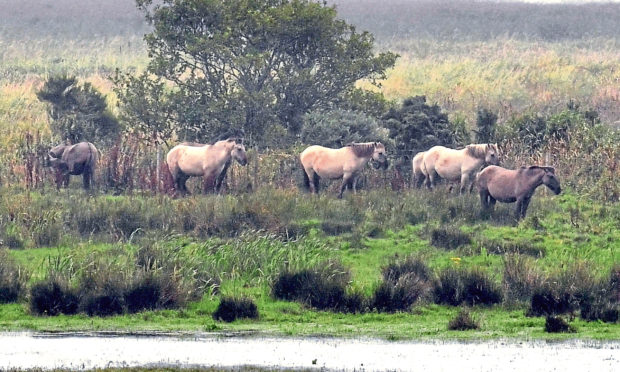 Wild Konik ponies at RSPB Loch of Strathbeg nature reserve near Fraserburgh.