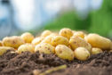 Walkers will create a new fertiliser using potato peelings.