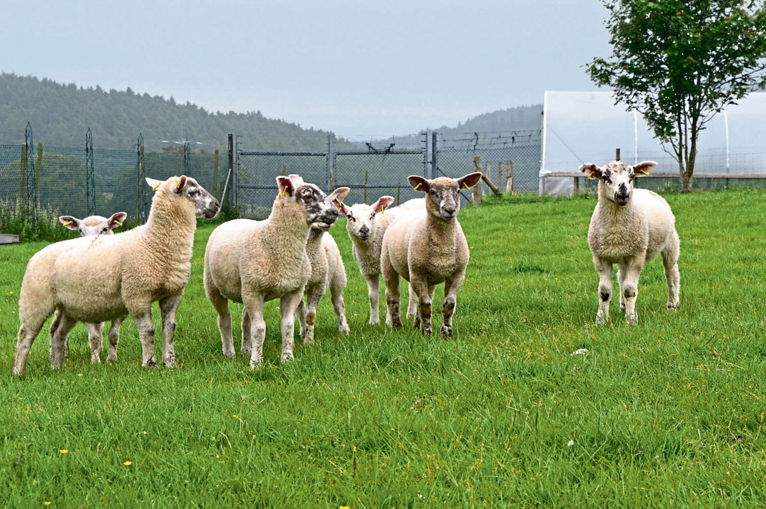 James Hutton Institute to explore hydrogen energy option for Glensaugh research farm - Vimarsana News