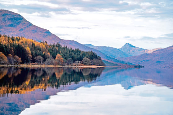 Experts are collaborating to restore the stunning Loch Arkaig pine forest.