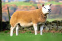 The 20,000gn gimmer from Sportsmans.