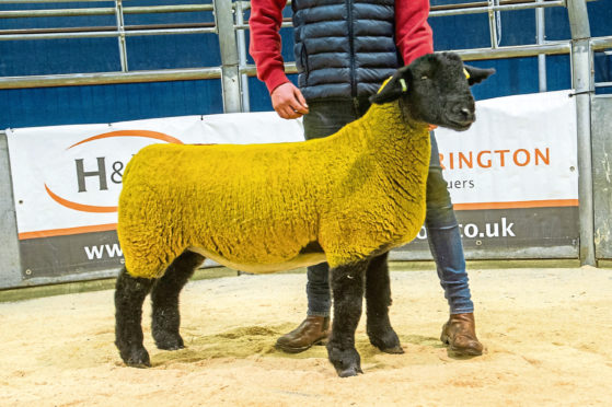 The sale topper from the Forkins flock.