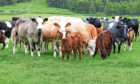 15% of suckler herds have 100 cows or more, collectively accounting for half the national herd.