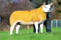 The 46,000gns Texel gimmer.