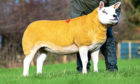 The 46,000gns Texel gimmer.