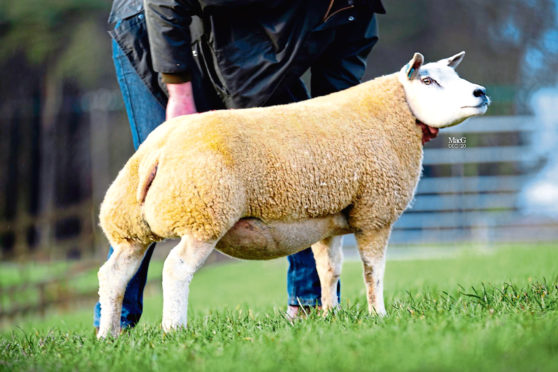 Heatheryhall Erin sold for 2,200gns.